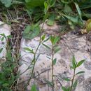 Image of Bellard's smartweed