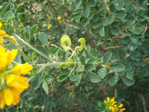 Image of moon trefoil