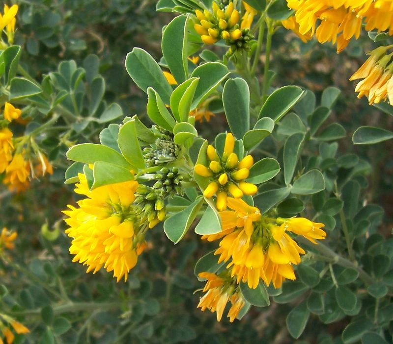 Image of moon trefoil