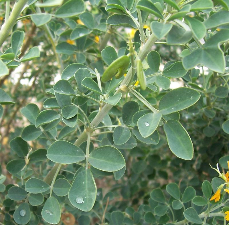 Image of moon trefoil