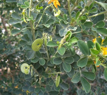 Imagem de Medicago arborea L.