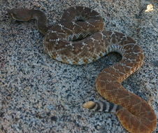 Image of Red Diamond Rattlesnake