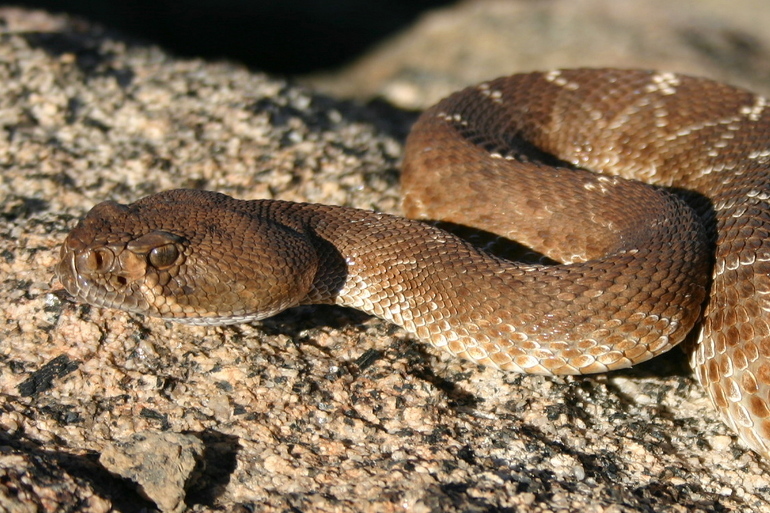 Image of Red Diamond Rattlesnake