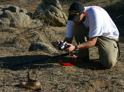 Image of Red Diamond Rattlesnake