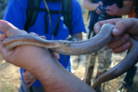 Image of Rosy Boa