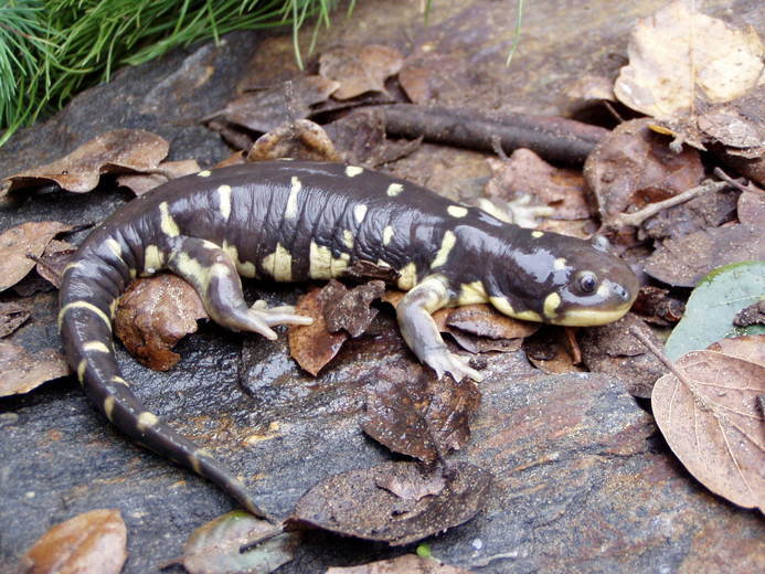 Image of California Tiger Salamander