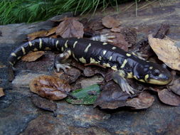 Image of California Tiger Salamander