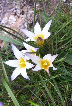 Image of crocus-leaved ROMULEA