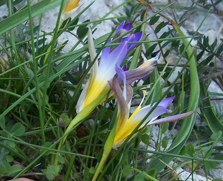 Image of crocus-leaved ROMULEA