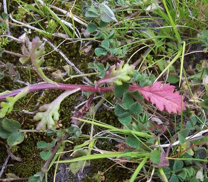 Image of coastal ragwort