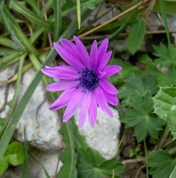 Image of broad-leaved anemone