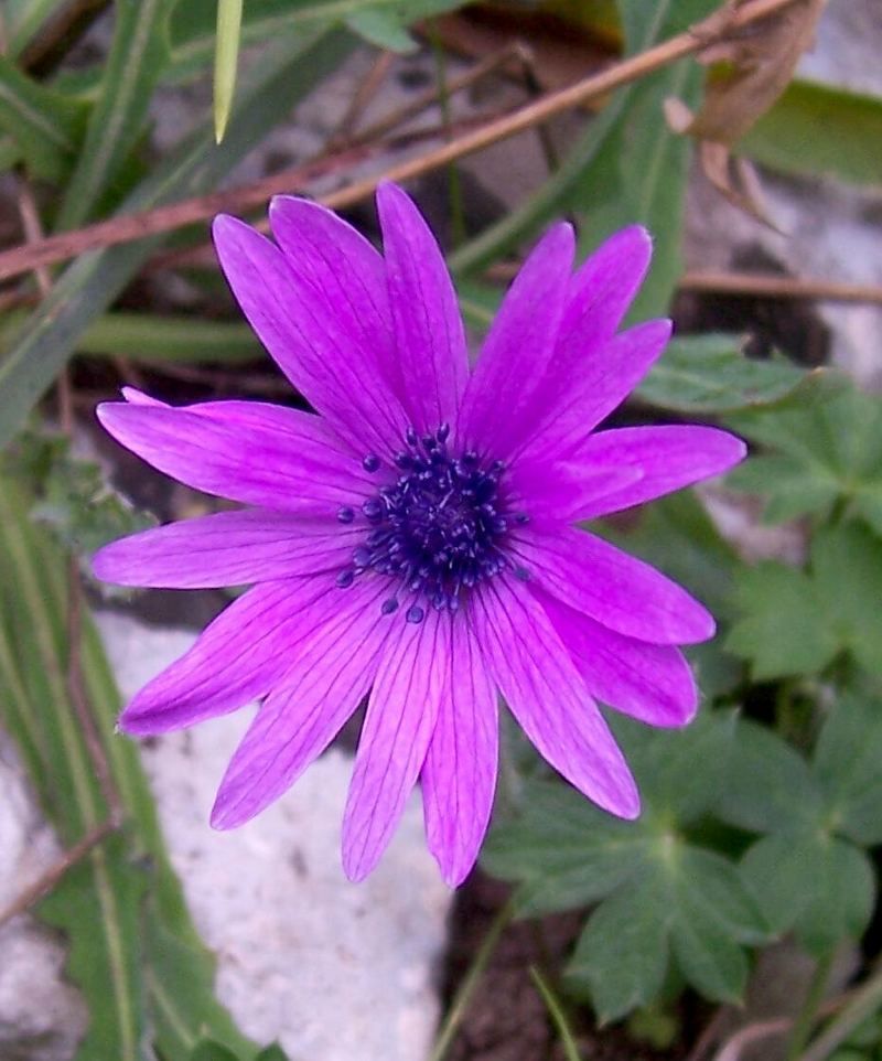 Image of broad-leaved anemone