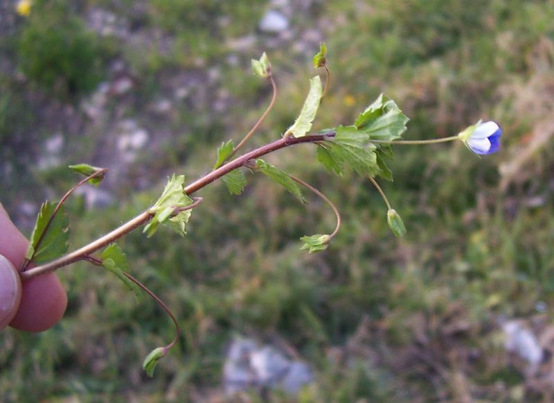 Image of birdeye speedwell