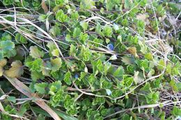 Image of birdeye speedwell