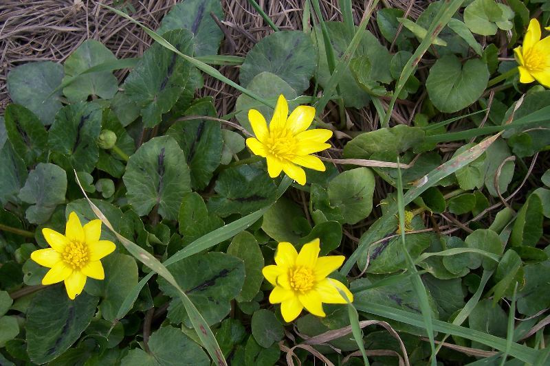 Image of <i>Ranunculus ficaria</i> ssp. <i>ficariiformis</i>