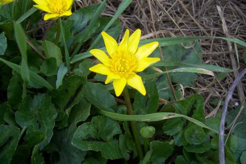 Image of <i>Ranunculus ficaria</i> ssp. <i>ficariiformis</i>