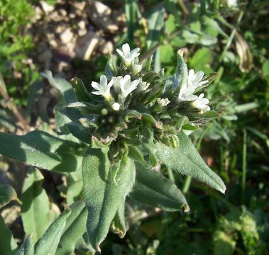 Image de Buglossoides arvensis (L.) I. M. Johnst.