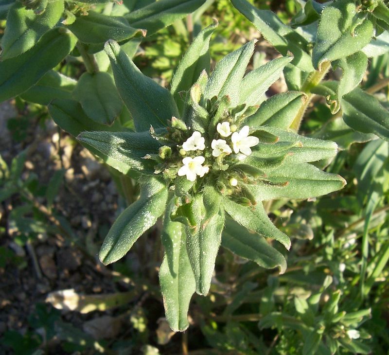 Image of corn gromwell