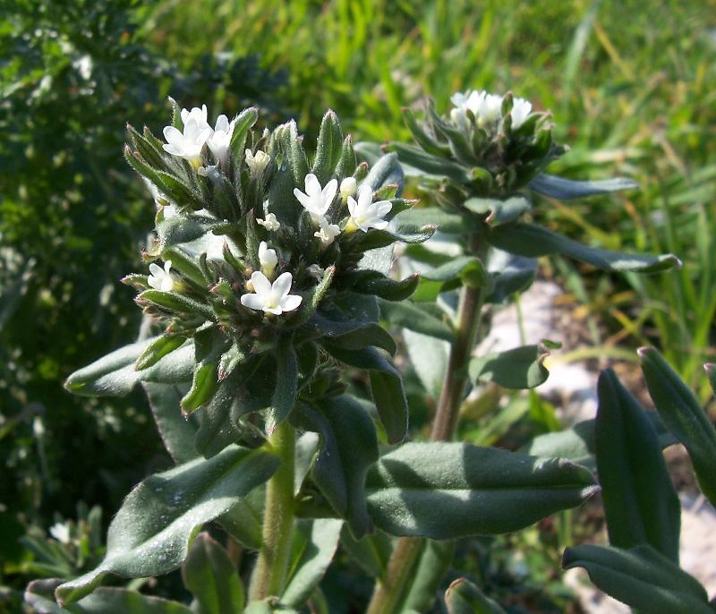 Image of corn gromwell