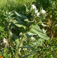 Image of corn gromwell