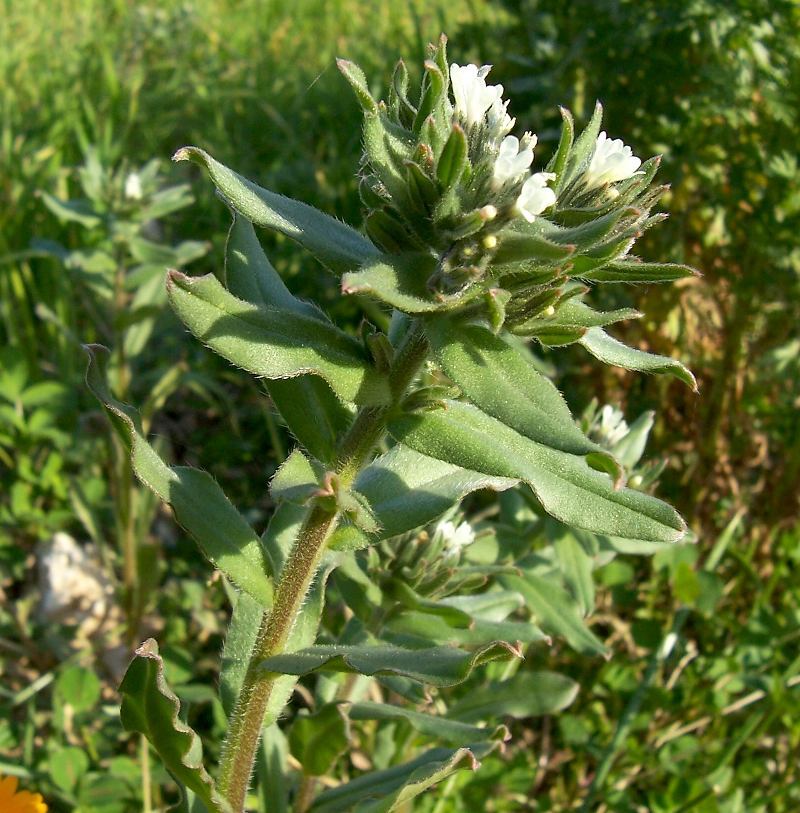 Image of corn gromwell