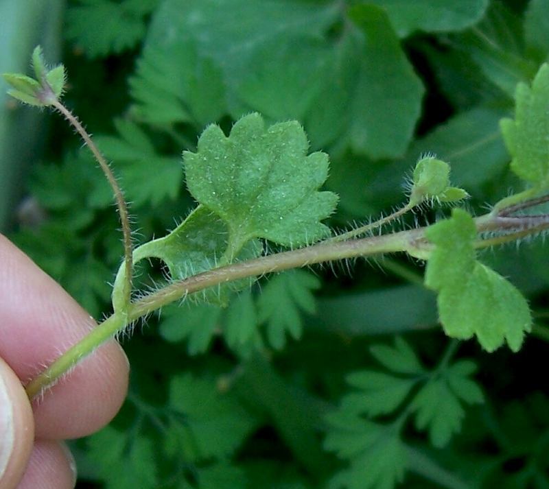 Image of glandular speedwell