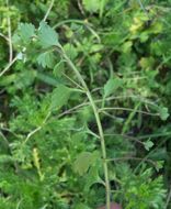 Image of glandular speedwell