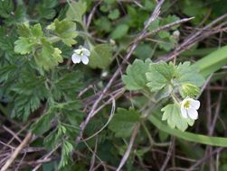 Image of glandular speedwell