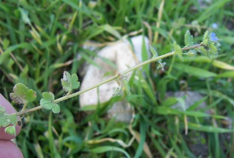 Imagem de Veronica hederifolia L.