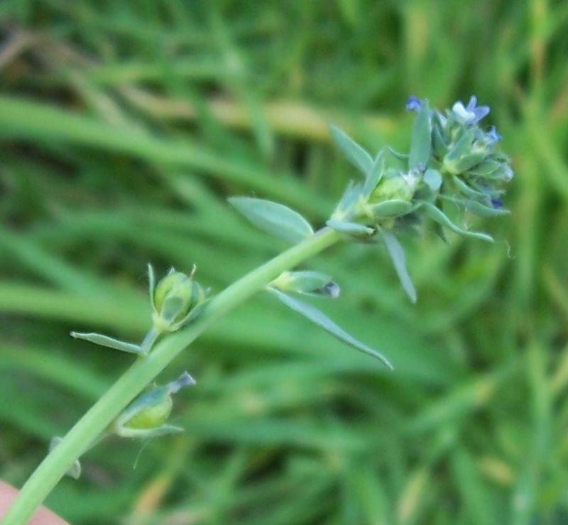 Image of Linaria micrantha (Cav.) Hoffmgg. & Link