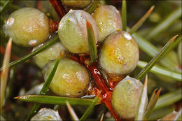 Image of <i>Juniperus <i>communis</i></i> ssp. communis