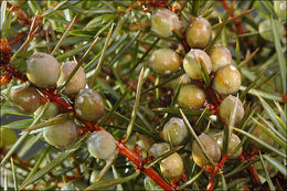 Image of <i>Juniperus <i>communis</i></i> ssp. communis