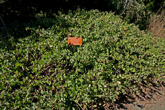 Слика од Arctostaphylos cruzensis Roof.