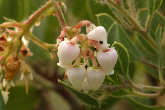 Image of Santa Catalina Island manzanita