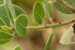 Image of Santa Catalina Island manzanita