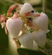 Image of Santa Catalina Island manzanita