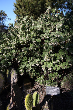 Image of Santa Rosa Island manzanita