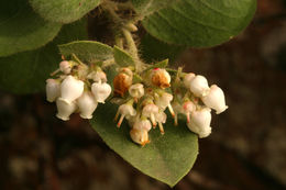 Image of Santa Rosa Island manzanita