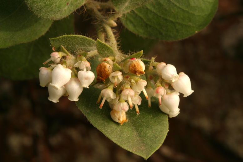 Image of Santa Rosa Island manzanita