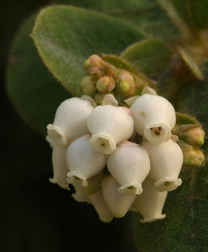 Image of Santa Rosa Island manzanita