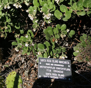 Image of Santa Rosa Island manzanita