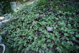 Sivun Arctostaphylos edmundsii Howell kuva