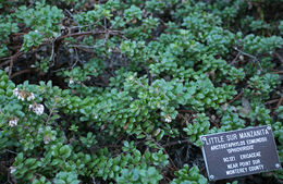 Sivun Arctostaphylos edmundsii Howell kuva