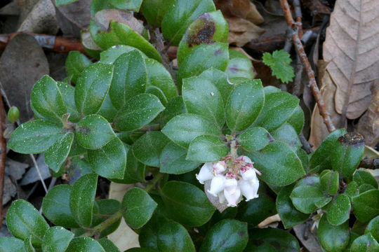 Image of Little Sur manzanita