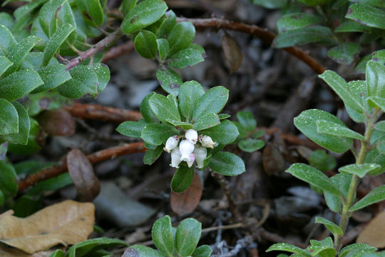 Image of Little Sur manzanita