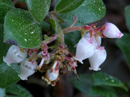 Sivun Arctostaphylos edmundsii Howell kuva