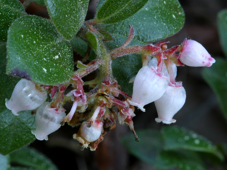 Sivun Arctostaphylos edmundsii Howell kuva