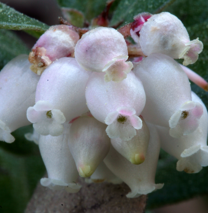 Sivun Arctostaphylos edmundsii Howell kuva