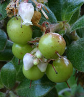 Sivun Arctostaphylos edmundsii Howell kuva