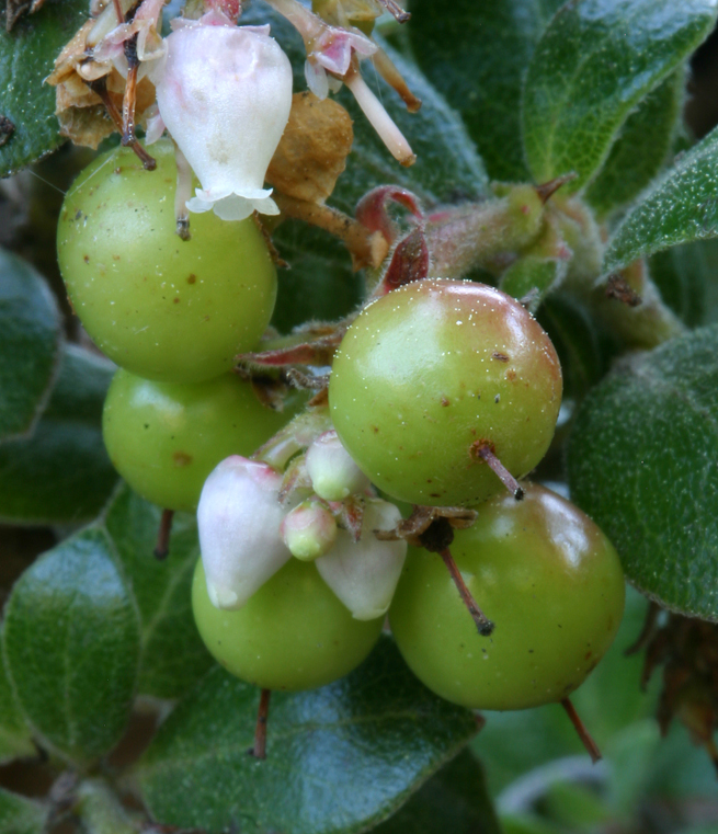 Sivun Arctostaphylos edmundsii Howell kuva